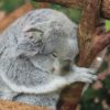 【生後3ヶ月】【生後101日目】バウンサーではしゃぐ赤ちゃん
