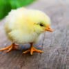 もうすぐ産後3ヶ月というところで、私（ママ）の体調不良。下痢が続く・・