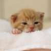 【1歳6ヶ月】おすすめの絵本　独断と偏見で選んだ4冊