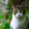 【生後4ヶ月】【生後135日目】「あさが来た」にはまる＆赤ちゃんとの数日ぶりの外出