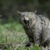 【生後8カ月】赤ちゃん 初めて納豆食べたネバ〜 食後の授乳が嫌ネバぁあああ