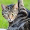 【2歳8ヶ月】「2このにゃんにゃん居たねぇ~」数が少しわかってきたらしい