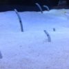 【水族館】マリンワールド海の中道 涼しくなる写真｜行き方とお得なきっぷについても教えちゃる
