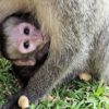 【癒し】動物の授乳シーン｜母ちゃんは大変なんだけど幸せ？な写真